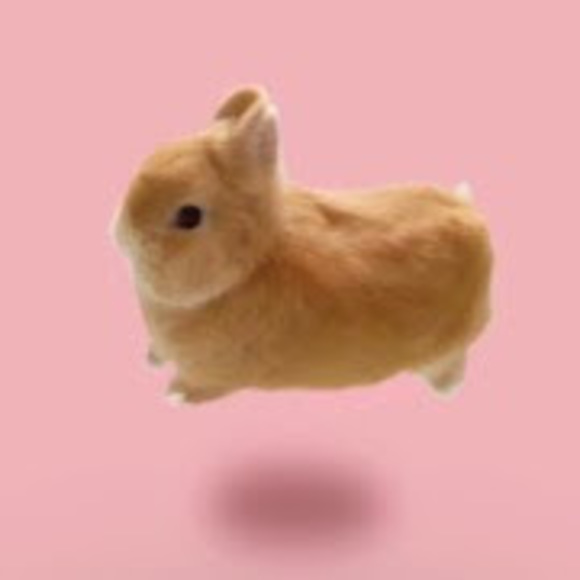 Meet your Posher, Clarissa - Picture 1 of 1